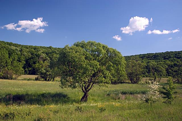 Nadas - Faszination Natur-Pur.jpg